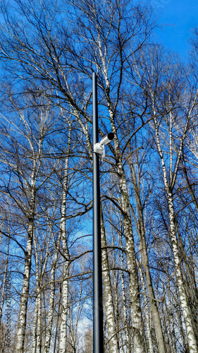 A white security camera points across bare woodland from a high pole, framed vertically from below in clear daylight. The image links outdoor surveillance with prevention, privacy, and technology.