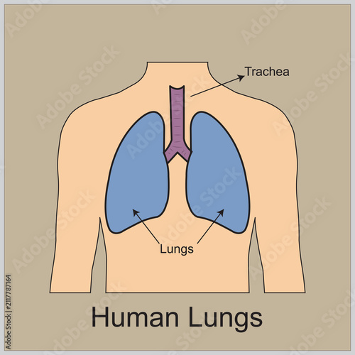 Bild auf Leinwand Detailed human lungs anatomy vector illustration designed for elementary school