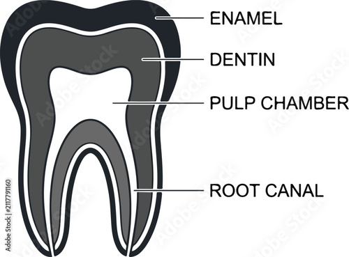 Diagram of a tooth showing enamel dentin pulp and root canal