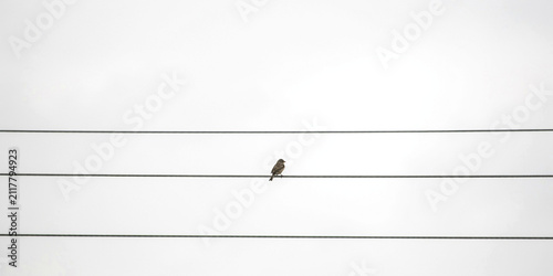 Small bird perched on a power line against a bright white sky