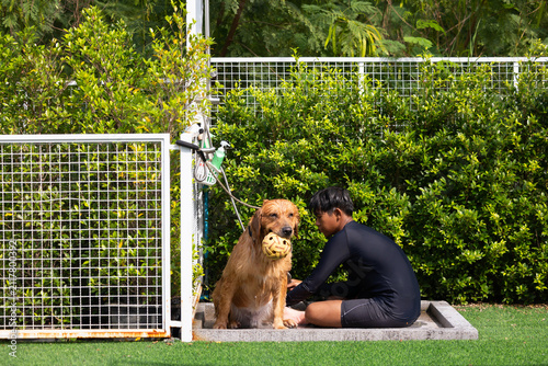 dog handler bathing the dog before it enters the swimming pool. Happy golden retriever enjoying refreshing splash by the pool. canine energy exercising on summer day. pet health care