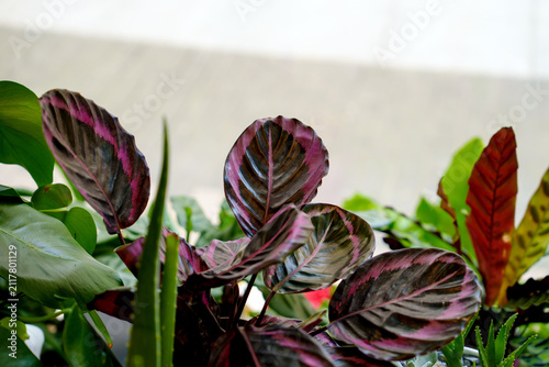 Close-up of a vibrant Calathea roseopicta
