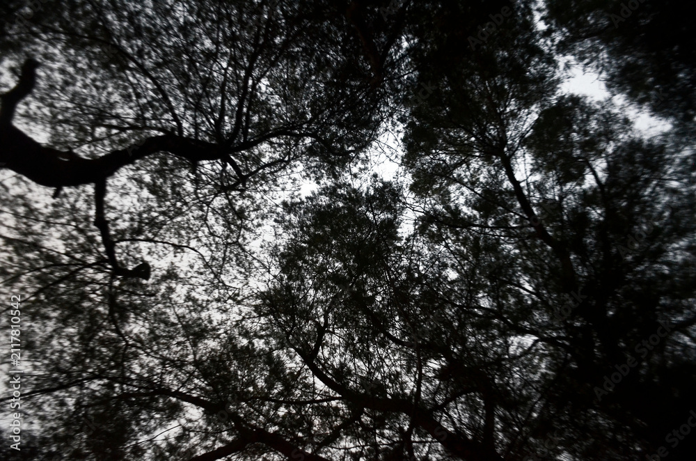 Fototapeta premium tree bark texture