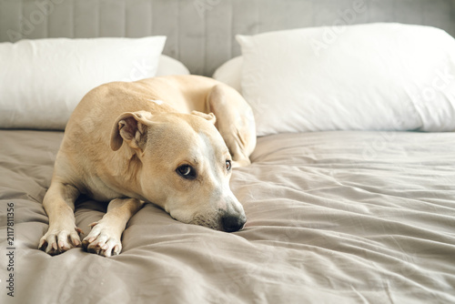 Light brown pitbull dog lying on a comfortable bed, looking with sad eyes
