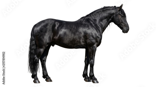 Принти на полотні Solid black stallion horse standing in side view position with dark coat isolated on transparent background png