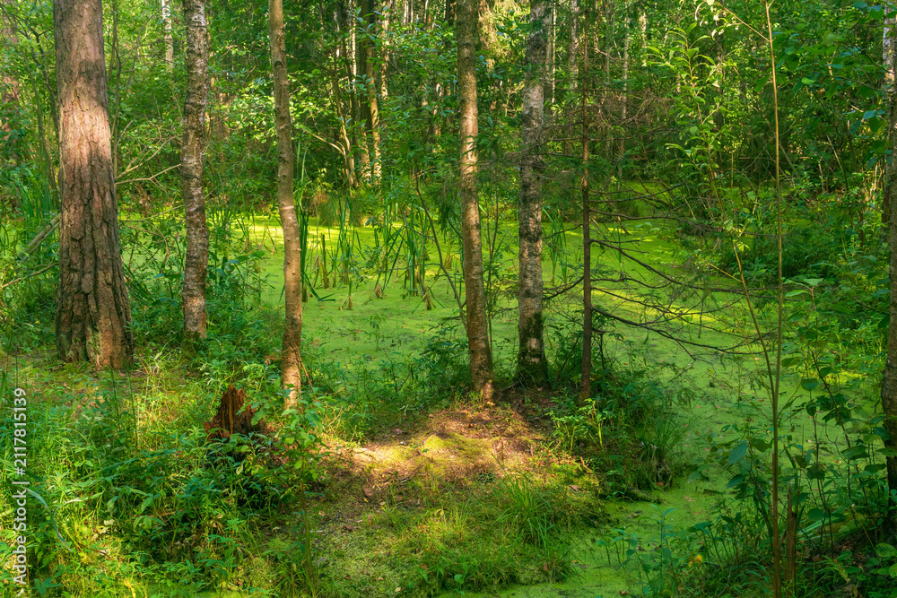 Fototapeta premium Swampy forest with small island among duckweed