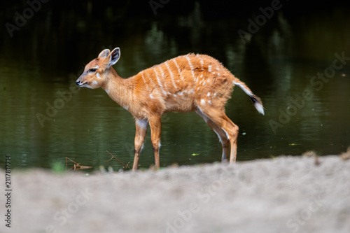 Canvas Print A young sitatunga (Tragelaphus spekii) with a spotted coat stands at the water edge at a safari park in the Netherlands the swamp antelope calf beside the calm green water
