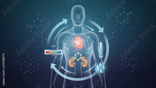 Human body system showing biochemical balance with chemical structures and pH thermometer indicators