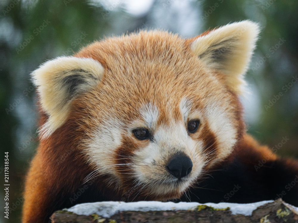 Obraz premium Close-up portrait of a fluffy red panda head looking down.