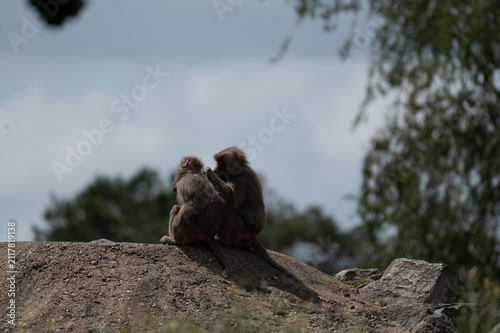 Bild auf Leinwand Two hamadryas baboons (Papio hamadryas) sit close together on an earthen mound against the sky at a safari park in the Netherlands a social moment between the primates