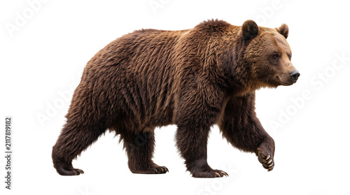 Quadro su tela A large brown grizzly bear walking forward isolated on transparent background, powerful wild animal