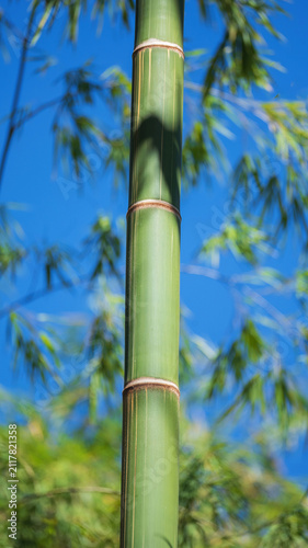 Green bamboo stalk with clear blue sky background, representing nature and growth.