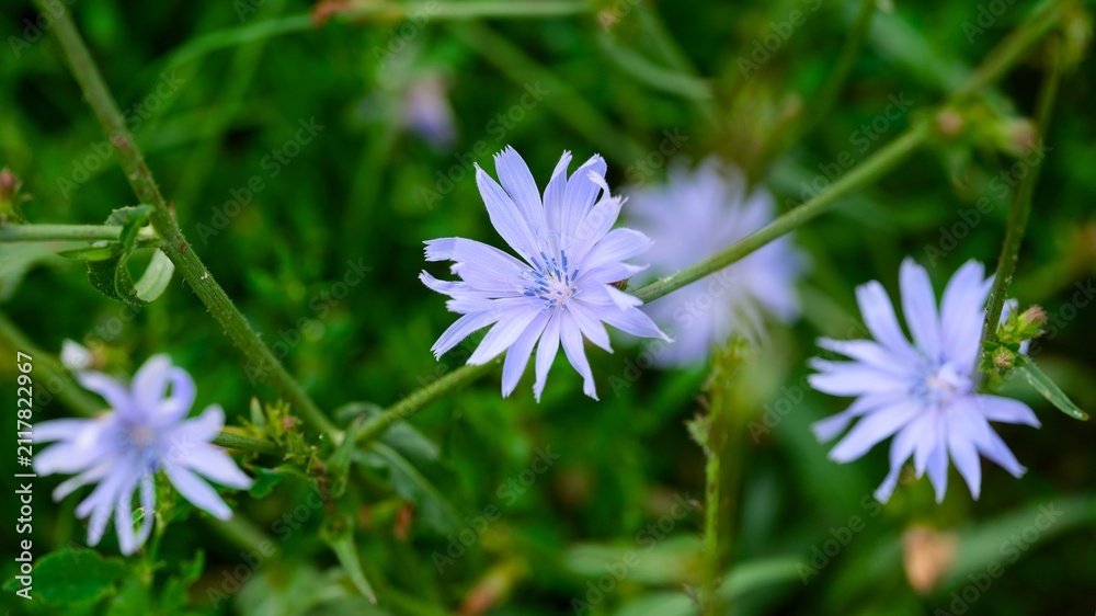 Fototapeta premium Close-up of blue chicory flowers blooming in nature.