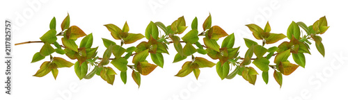 Spring green leaves of lila...