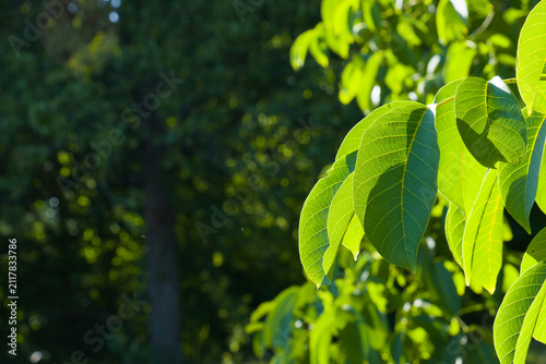 Blätter am Walnussbaum, Echte Walnuss (Lat.: Juglans regia)