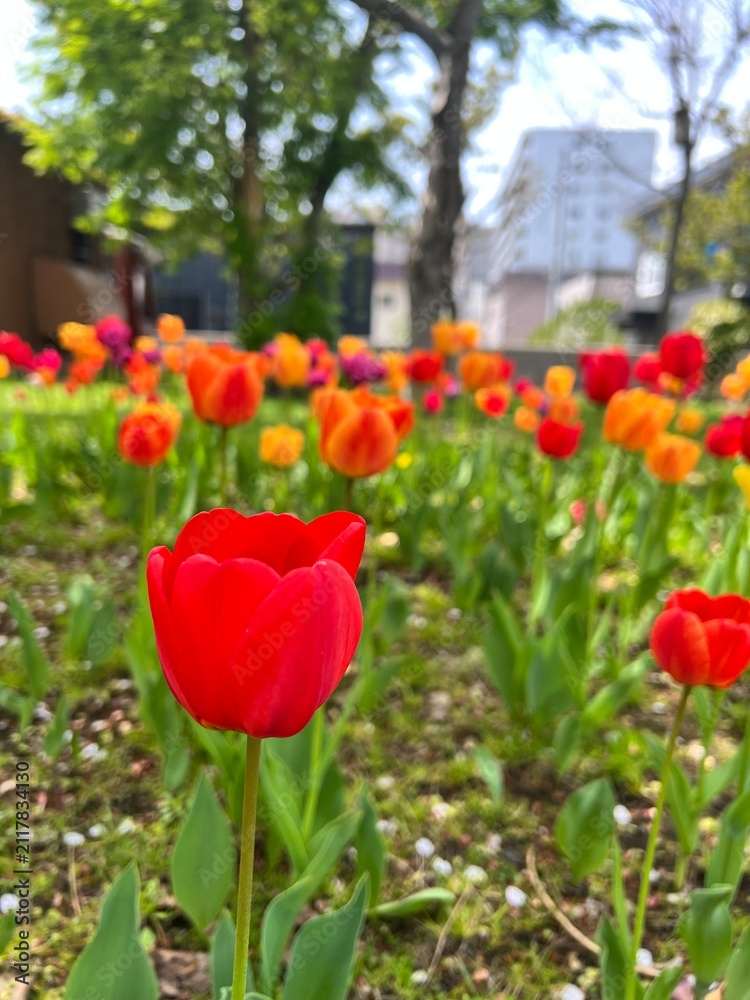 Obraz premium red tulips in the garden