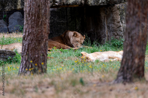Photography An African lion (Panthera leo) rests in the long grass under trees at a safari park in the Netherlands the big cat lying low in the dappled summer shade