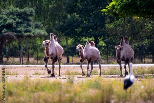 Obraz na plátně Bactrian camels (Camelus bactrianus) walk in a line across the open sandy plain at a safari park in the Netherlands the two humped desert animals moving together in summer
