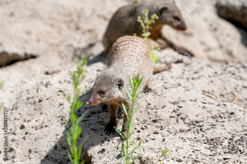 Canvas Print A banded mongoose (Mungos mungo) searches for food between green plants on sandy ground at a safari park in the Netherlands the alert little carnivore in summer light