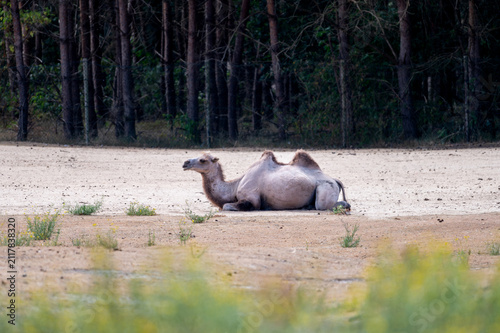 Картината върху платно A Bactrian camel (Camelus bactrianus) rests alone on the open sandy ground at a safari park in the Netherlands the two humped desert animal lying calmly in the summer light