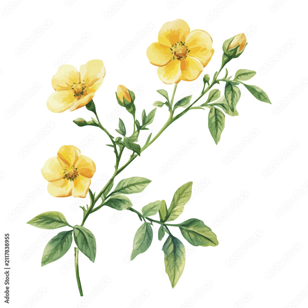 Fototapeta premium Rockrose Branch, watercolor painting capturing graceful lines and soft blended shades, isolated on a white background.