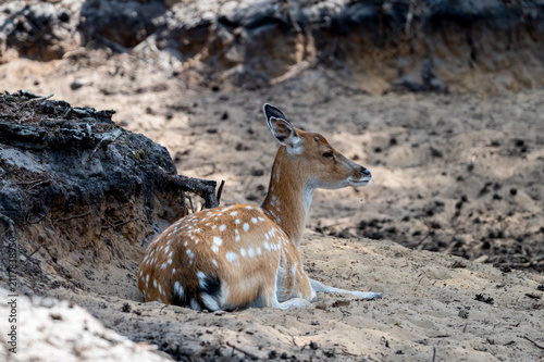 Картината върху платно A young axis deer (Axis axis) rests beside an adult on the sandy ground at a safari park in the Netherlands the chital calf showing the same white spotted coat