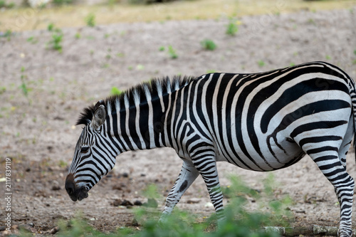 Canvas Print A plains zebra (Equus quagga) grazes with its head lowered on the open ground at a safari park in the Netherlands the striped body of the herbivore side on in summer
