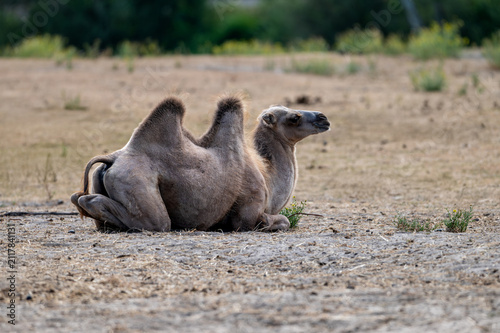 A Bactrian camel (Camelus bactrianus) rests on the sandy ground with its head raised at a safari park in the Netherlands the two humped animal alert in the summer light.