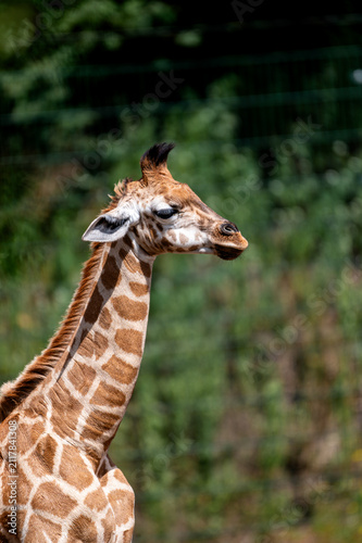 A giraffe (Giraffa camelopardalis) raises its head and neck above green bushes at a safari park in the Netherlands a portrait of the tallest mammal in a leafy summer setting.