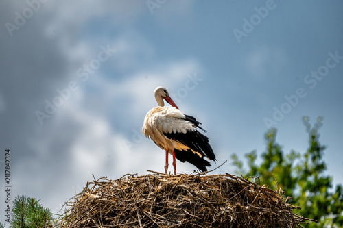 Bild auf Leinwand A white stork (Ciconia ciconia) stands on its large stick nest against a blue and cloudy sky at a safari park in the Netherlands the tall wading bird in summer
