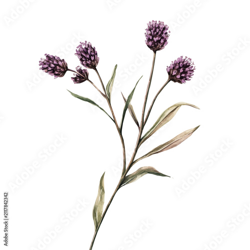 Prairie Clover Branch, watercolor artwork with bold brush accents and dynamic composition, isolated on a white background.