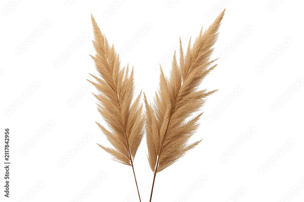 Obraz premium Pair of dried pampas plumes