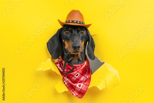 Obraz na płótnie Black dachshund dog in brown sheriff hat and red bandana breaking through torn yellow paper hole, brave cowboy pet peeking through bright background, wild west costume concept for banner
