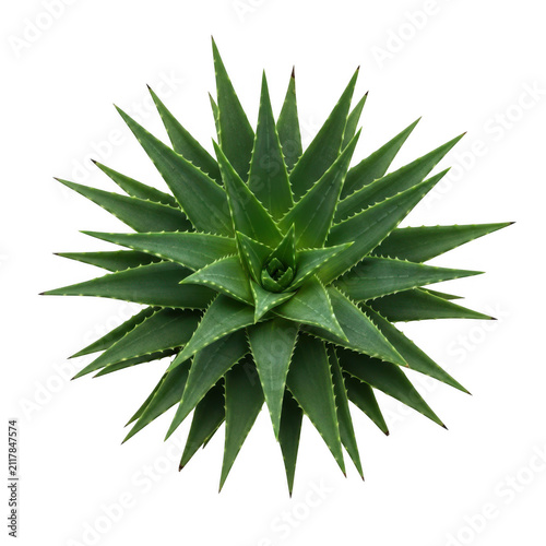 A close-up view of a spiky agave plant with sharp, pointed leaves radiating outward