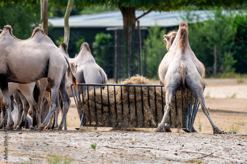 Obraz na plátně Bactrian camels (Camelus bactrianus) feed among the herd near a hay rack at a safari park in the Netherlands the shaggy two humped desert animals in summer