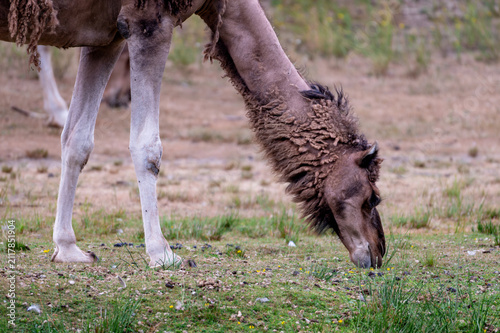 Cuadro en lienzo A Bactrian camel (Camelus bactrianus) lowers its long neck to graze at a safari park in the Netherlands the shaggy shedding coat of the two humped animal in summer light