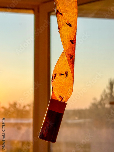 A close-up of a brightly colored fly trap hanging in a sunlit window, showcasing its vibrant colors and a few trapped insects.