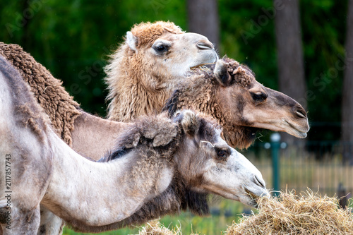 Obraz na plátně Bactrian camels (Camelus bactrianus) stand close head to head at a safari park in the Netherlands the shaggy faces and twin humps of the desert animals in summer