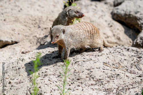 Fotografie Banded mongooses (Mungos mungo) forage across the sandy ground at a safari park in the Netherlands the social striped carnivores searching for food in the summer sun