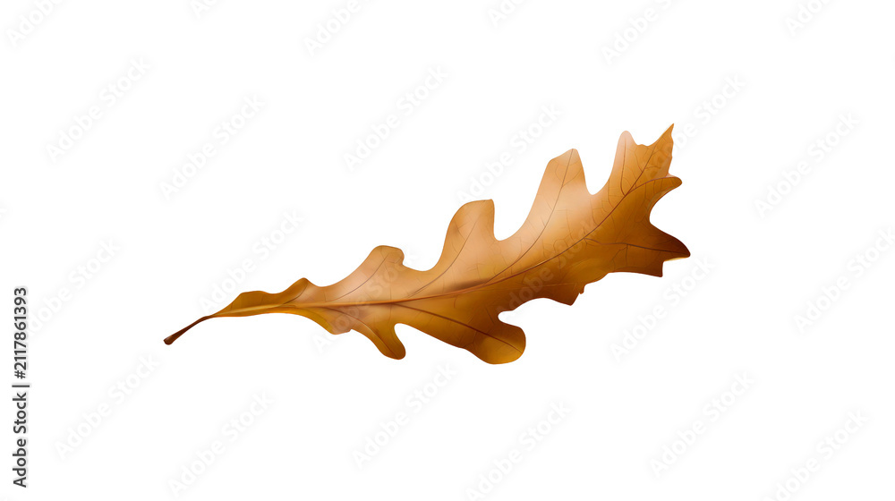 Naklejka premium Single dried brown oak leaf isolated on transparent background for digital design and png projects