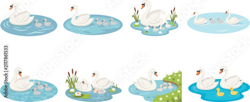 Fotografie Elegant swan vector set with white birds swimming alongside small grey cygnets o