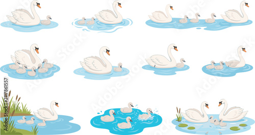 Fotografie White swan vector collection featuring mother swan swimming with cute cygnets in