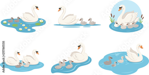 Obraz na plátně Swan family vector illustrations with elegant white birds swimming on pond water