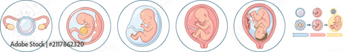 Fotografie Pregnancy fetal growth stages icon diagram set vector illustration with human em