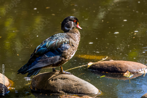 colorful Wood Duck standing on a rock in the water