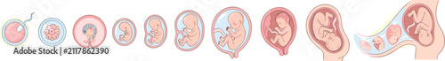 Fotografie Human fetal development stage diagram chart vector illustration with embryo preg