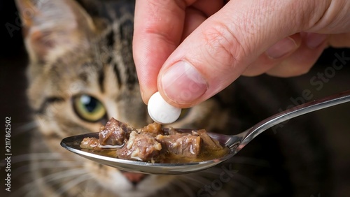 Hand putting a medicinal pill into wet cat food on a spoon for a domestic tabby cat