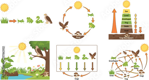 Quadro su tela Sun energy food chain pyramid diagram illustration set vector with ecosystem ani