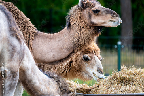 Принти на полотні A Bactrian camel (Camelus bactrianus) feeds together with a calf at a safari park in the Netherlands the shaggy two humped adult and its young in the summer light