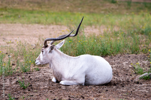 Принти на полотні A critically endangered addax (Addax nasomaculatus) with long spiral horns lies on open ground at a safari park in the Netherlands the pale desert antelope resting in summer